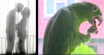 Suspicious Woman&rsquo;s Parrot Reveals Her Husband Is Cheating On Her With The Housemaid