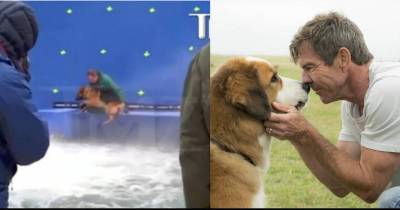 Leaked Footage Shows Dog Being &lsquo;Abused&rsquo; During Movie Scene