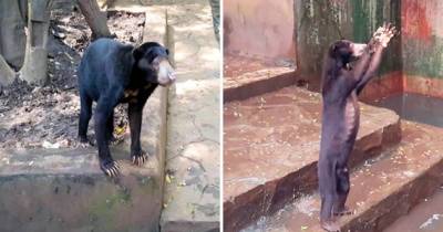Starving Bears At Zoo Begging For Food Sparks Outrage