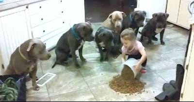 4-Year-Old Dumps Kibble On Kitchen Floor And Tells Mom To Watch The Hungry Pit Bulls