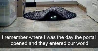 20 Funny Animal Snapchats That Deserve A Prize For Comedy