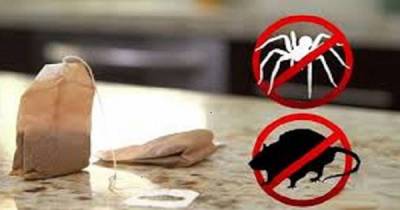 All You Need Is One Tea Bag And You Will Never See Mice Or Spiders In Your House Again!