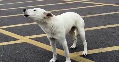 This Dog Was Left In A Parking Lot For 9 Days Before Someone Finally Heard Her Howling