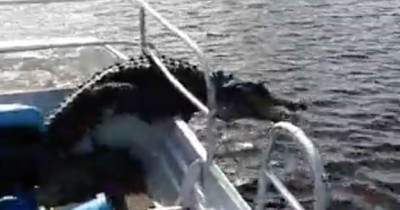 Gator Attack Captured On Facebook Live For All To See