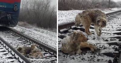 Dog Is Stuck On Railroad Tracks For 2 Days. Brother Keeps Her Warm And Fed Until Help Arrives