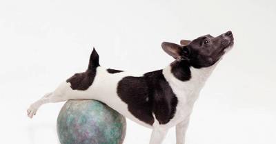 Tips To Help Your Dog Live Longer