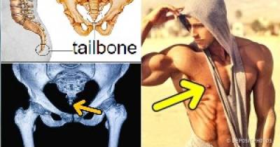 9 Organs Of The Human Body That Serve No Modern Purpose