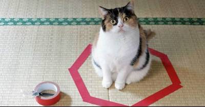 Why The Heck Are Cats Always Drawn To Sitting Inside Circles?