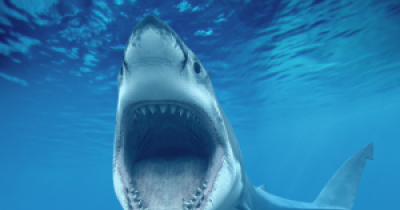 Shark Bites Off Boy&rsquo;s Arm In Florida. Uncle Comes To Rescue, Fights Shark, Grabs Arm