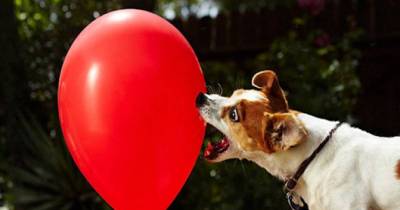 Adorable Terrier Breaks THIS Guinness World Record!
