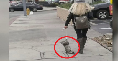 Woman Caught On Camera Dragging Cat On Leash For Blocks