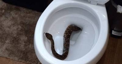 You Won't Believe How Many Snakes They Found At This House