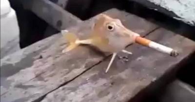 Bystanders Laugh As Fish Smokes Cigarettes