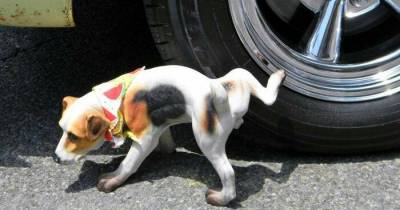 Have You Ever Thought About Why Dogs Always Pee On Car Tires!