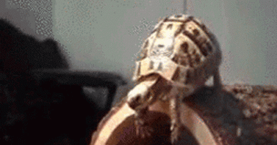 19 Animals That Are Probably Having A Worse Day Than You