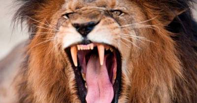 25 Deadliest Animals To Humans