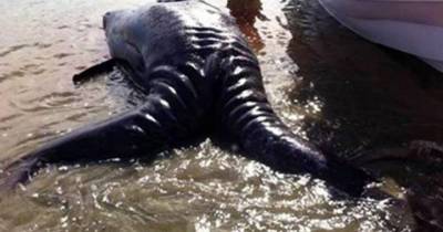 Shocking Discovery: This &lsquo;Sea Monster&rsquo; Was Found In Mexico