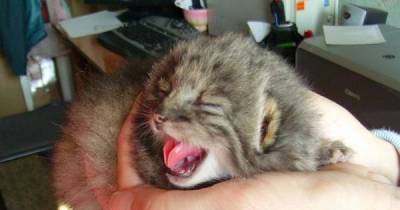 He Thought He Adopted Kittens, But When They Grew Up He Realized The Truth.