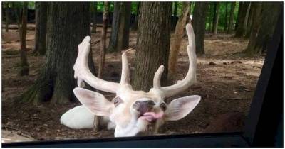 16 Animals Being Total Psycho Jerk-Wads