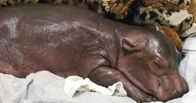 They Weren't Sure This Premature Hippo Would Make It, But Look At Her Today!