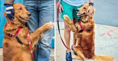 This Retriever Is Obsessed With Giving Hugs To Everyone She Meets