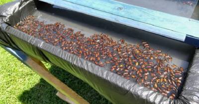 Man Built This Trap In His Backyard, And It&rsquo;s Disgusting How Well It Works