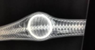 This Snake Swallowed A Tennis Ball, How They Got It Out Is Sheer Horror!