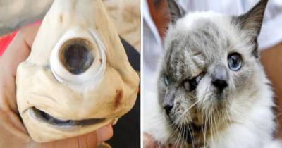 10 Most Shocking Animal Mutations