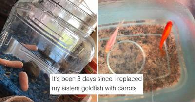 This Brother Pranked His Sister By Replacing Her Goldfish With Something Hilarious
