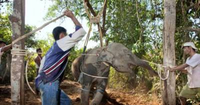 You&rsquo;ll Never Take An Elephant Ride Again After Finding Out The Torture The Poor Animals Go Through