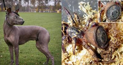 Real-Life Animals That Are More Like Nightmares