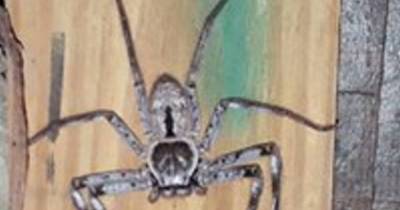 Australian Woman&rsquo;s Foot-Long Spider Infestation Will Make Your Skin Crawl.