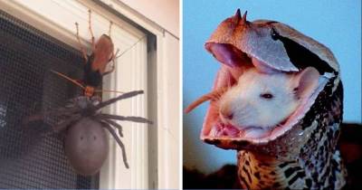 10 Pictures That Show Just How Terrifying Nature Really Is