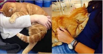 Cat Comes To School Every Day So He Can Rescue Students With Cuddles