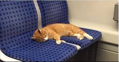 Ginger Cat Saunters Into Subway Train To Take A Nap