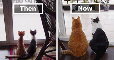 Before & After Pics Of Animals Growing Up Together