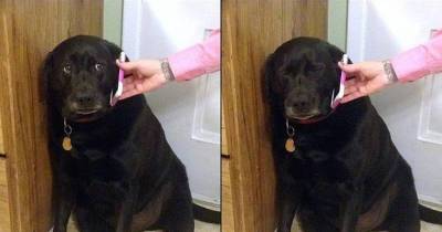 29 Dog Pictures That Are Never Not Funny