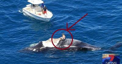 An Australian Man Climbed On A Dead Whale, Shockingly Stupid!