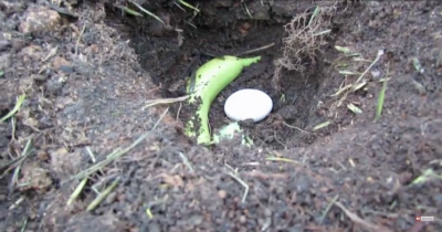 He Put Banana And Egg In A Pit, And Then This Happened...