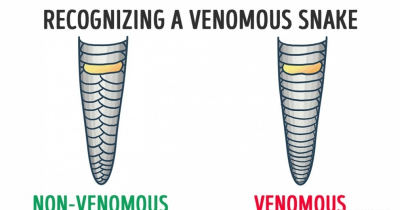 Knowing These 15 Facts Might One Day Save Your Life