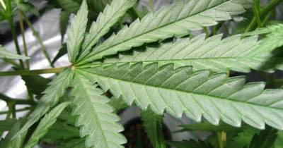 Can You Be Addicted To Marijuana? Yes, It Is Possible