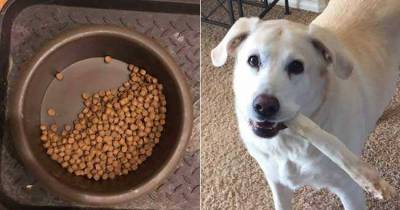 Why This Dog Leaves Half Her Food In The Bowl Is Your Guaranteed Cry Of The Day.