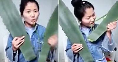 Omg! Chinese Vlogger Nearly Died After Mistakenly Eating Poisonous Plant Live On Camera