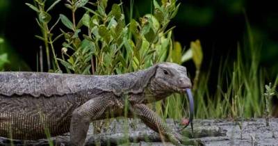 Lizard Genitalia Has Become The Newest Black Market Craze! This Is How It Happened.