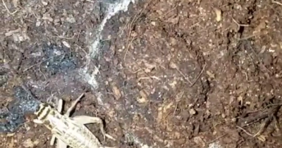 If You're Not Afraid Of Spiders You Will Be After Watching This.