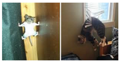 Animals Hilariously Caught Red-Handed In Embarrassing Positions