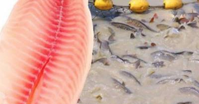 Proven Health Risks Might Urge You To Quit Eating Cultured Tilapia Immediately