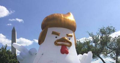 Giant Trump Chicken Lands Behind the White House