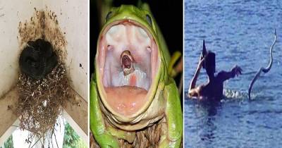 WTF Pictures That Will Melt Your Skin With Their Creepiness