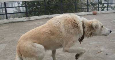 Do You Know How To Understand What Your Dog Is Trying To Tell You?